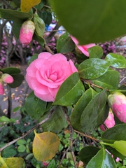 Camellia japonica
