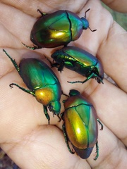 Macraspis chrysis
