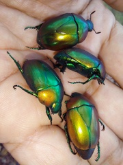Macraspis chrysis