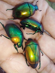 Macraspis chrysis