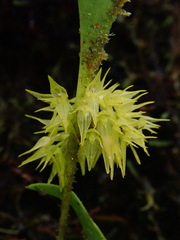 Pleurothallis ruscifolia