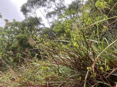 Symplocos paniculata