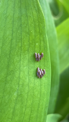 Pterygota