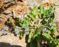 Valerianella discoidea
