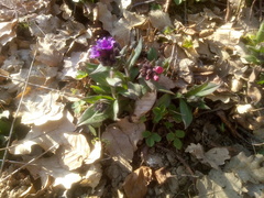 Pulmonaria affinis