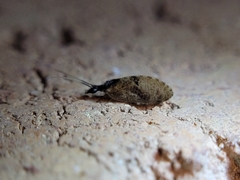 Sympherobius barberi