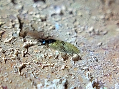 Sympherobius barberi