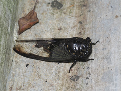 Cryptotympana aquila