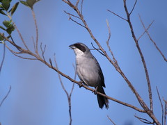 Neothraupis fasciata