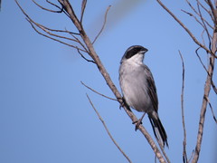 Neothraupis fasciata