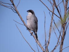 Neothraupis fasciata