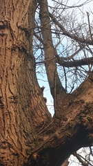 Sciurus carolinensis