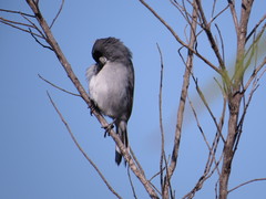Neothraupis fasciata