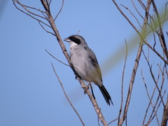 Neothraupis fasciata