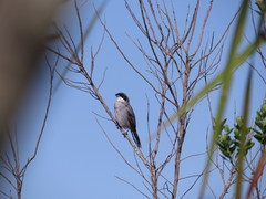 Neothraupis fasciata