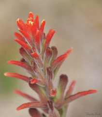 Castilleja arvensis pastorei
