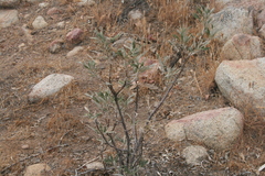 Eriodictyon trichocalyx lanatum