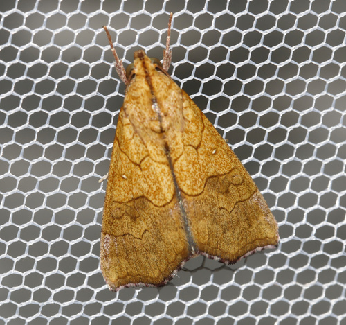 Anomis auragoides