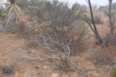 Eriodictyon trichocalyx