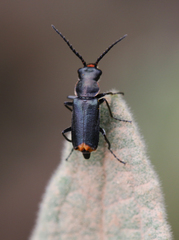 Clanoptilus abdominalis