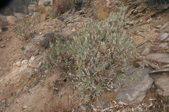 Eriodictyon trichocalyx lanatum