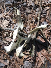 Odocoileus virginianus virginianus