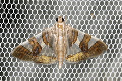 Glyphodes bitriangulalis