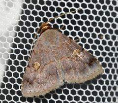Plecoptera poderis