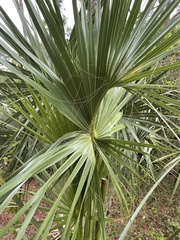 Sabal palmetto