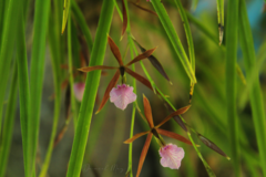 Encyclia bractescens