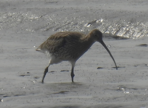 Zarapito real (Numenius arquata)