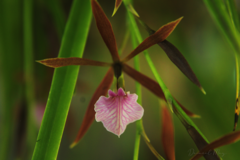 Encyclia bractescens