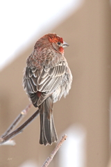 Haemorhous mexicanus