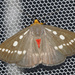 Calesia zambesita - Photo (c) Bastien Louboutin, some rights reserved (CC BY-NC), uploaded by Bastien Louboutin