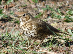 Turdus philomelos
