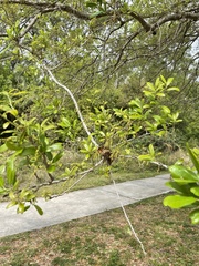 Quercus virginiana