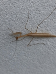 Musonia remota