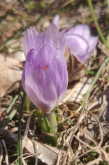 Crocus dalmaticus