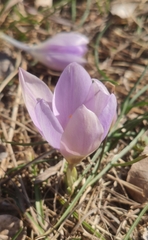 Crocus dalmaticus