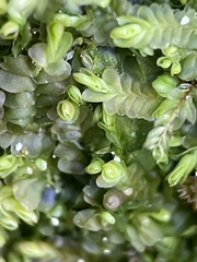 Liochlaena lanceolata