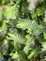 Liochlaena lanceolata