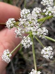 Lomatium piperi
