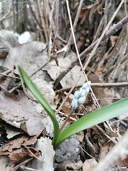 Puschkinia scilloides