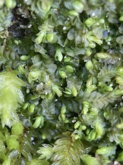 Liochlaena lanceolata