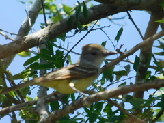 Myiarchus tyrannulus