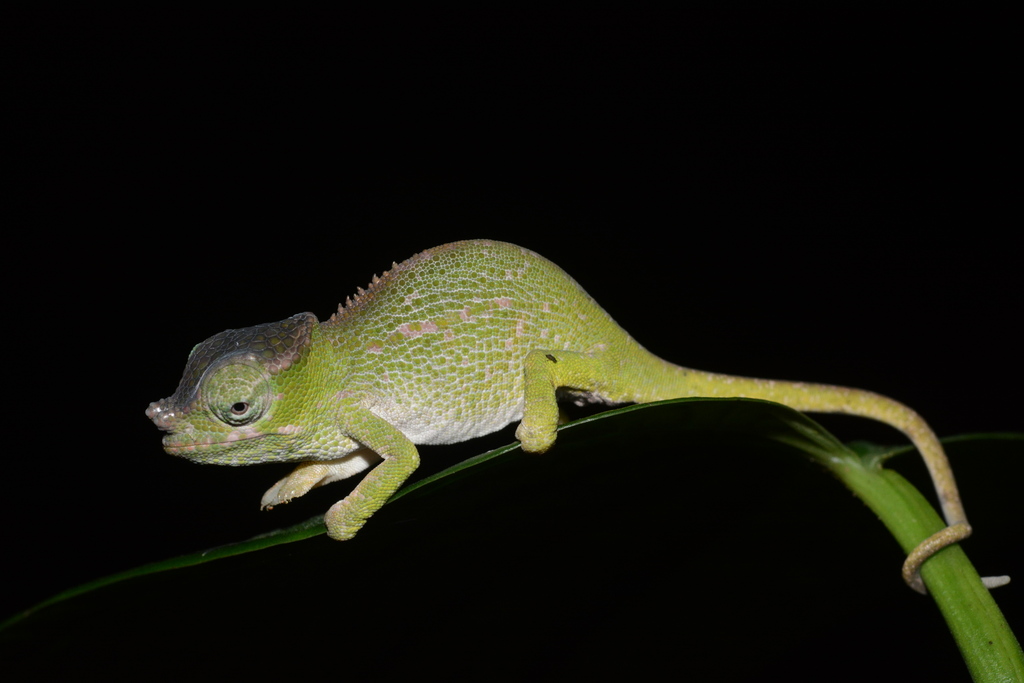 Uluguru Two-horned Chameleon