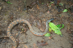 Phrynonax poecilonotus