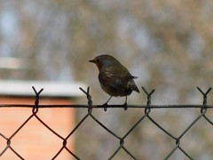 Erithacus rubecula