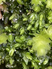 Liochlaena lanceolata