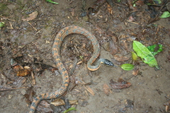 Phrynonax poecilonotus